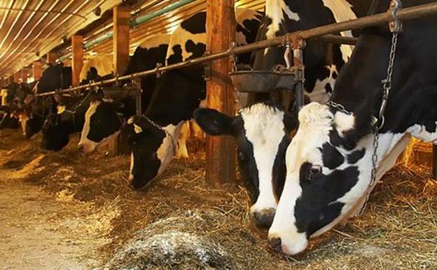 Imagen de una explotación ganadera.