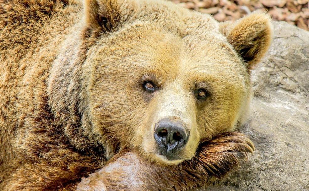 La presencia de osos en las zonas urbanas se ha convertido en un problema por el momento sin solución efectiva. 