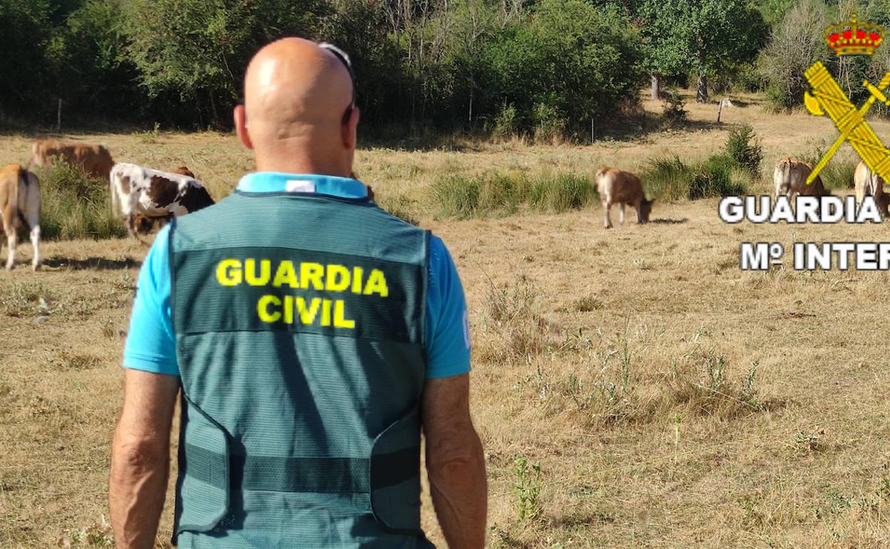 Un agente del equipo ROCA de la Guardia Civil, encargado de esta operación.