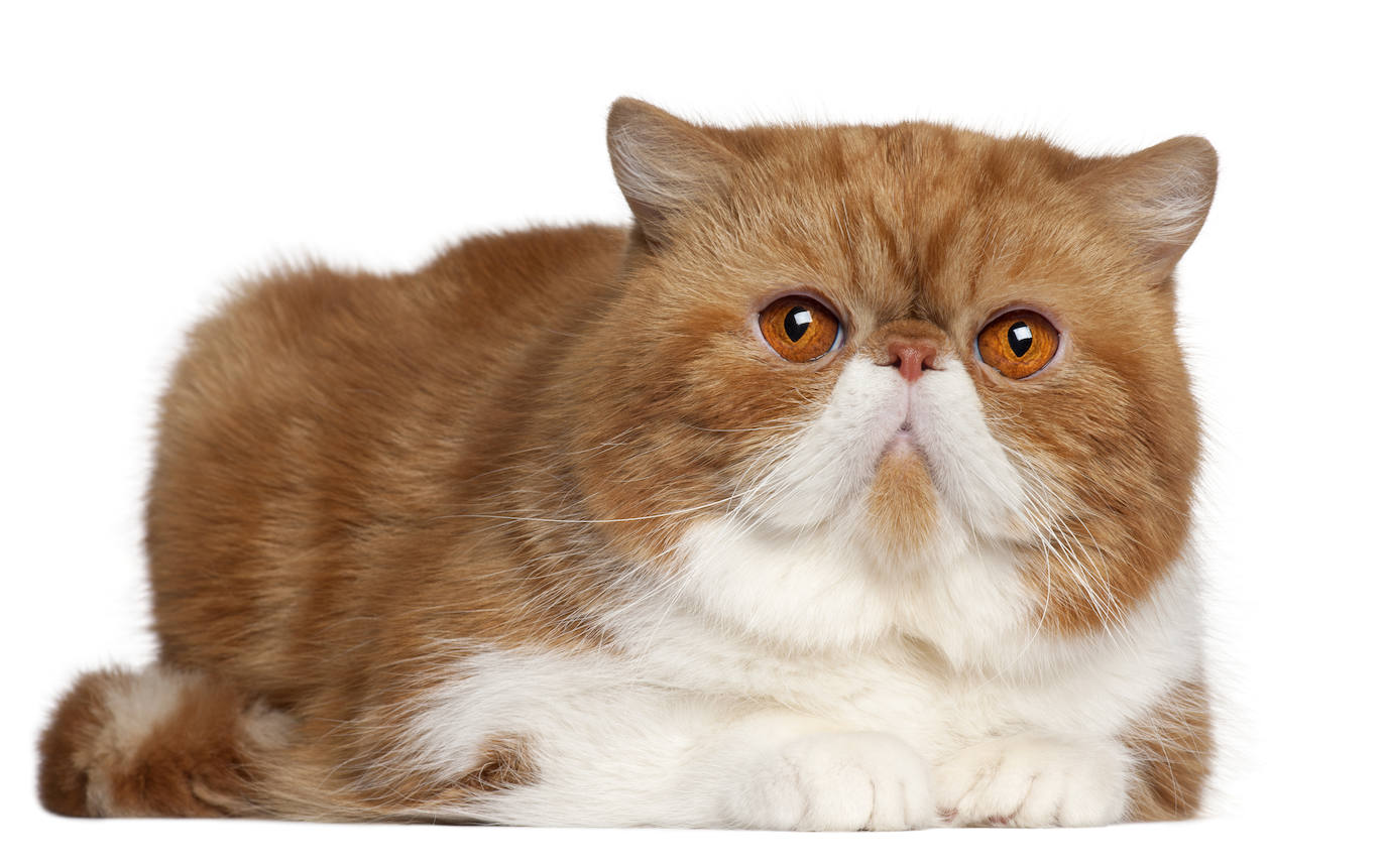 3.Exotic shorthair