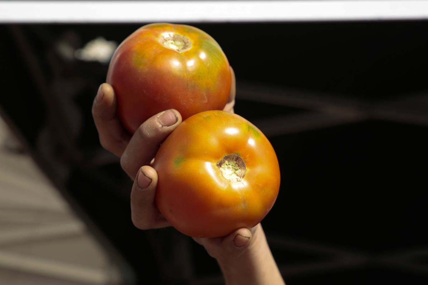 Feria del Tomate de Mansilla de las Mulas.