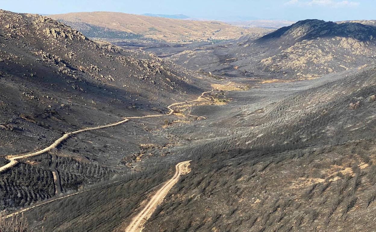 Parte del terreno calcinado en este incendio.