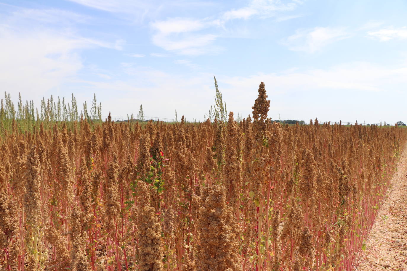 Fotos: Y para quinoa.... la del Páramo