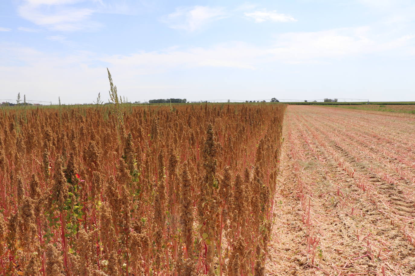 Fotos: Y para quinoa.... la del Páramo