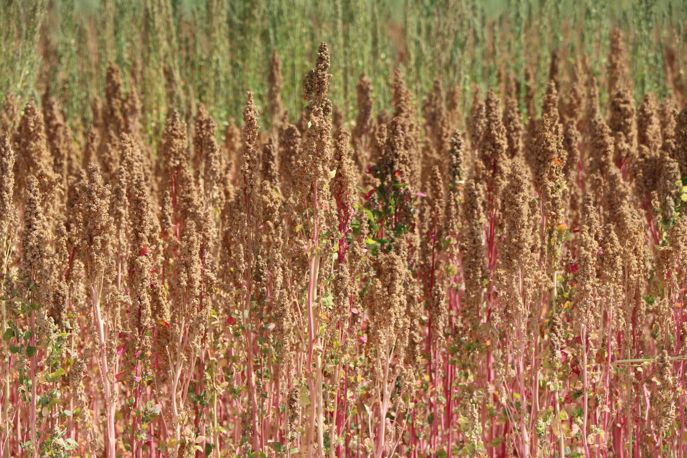 Fotos: Y para quinoa.... la del Páramo