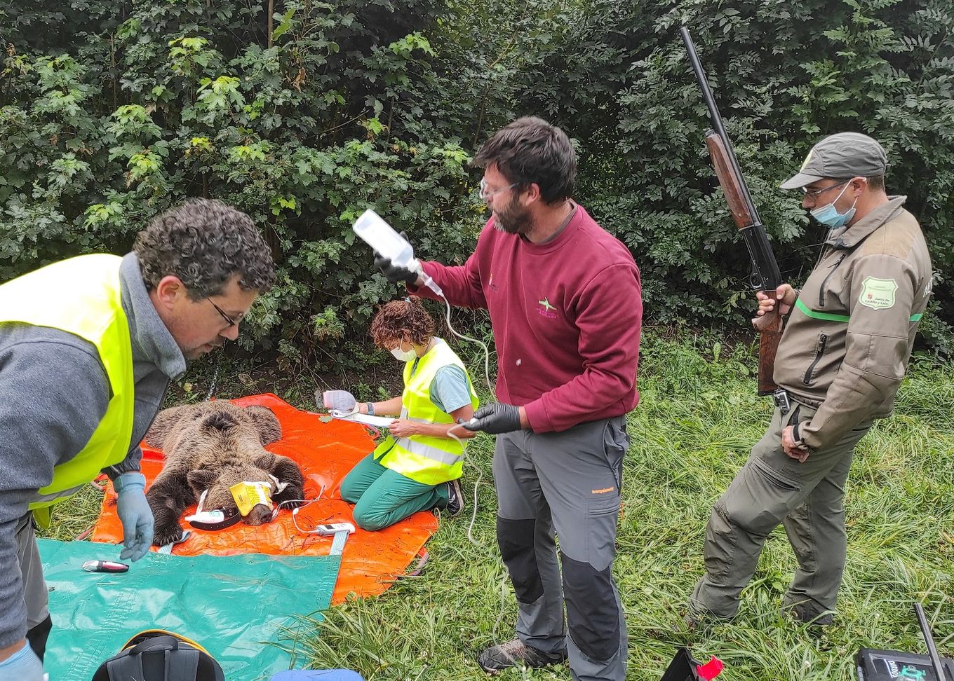 El programa de radiomarcaje se desarrollará en una primera fase durante los próximos 4 años, y persigue el objetivo de capturar y radiomarcar entre 20 y 30 ejemplares de oso pardo en la Cordillera Cantábrica | En una etapa inicial este programa se desarrollará en León en las comarcas de Laciana y Alto Sil. 