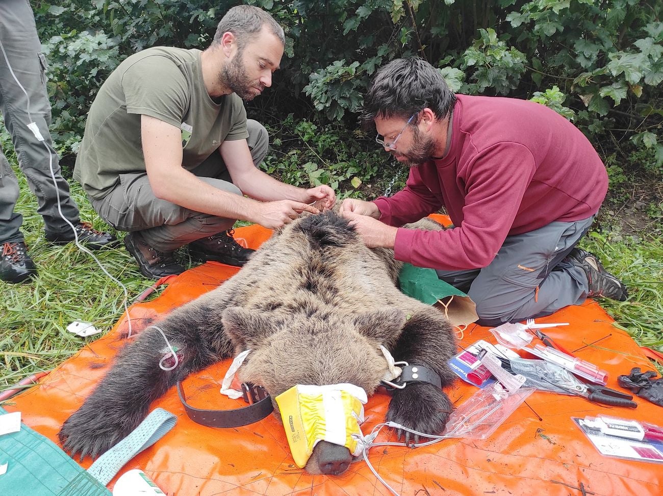 El programa de radiomarcaje se desarrollará en una primera fase durante los próximos 4 años, y persigue el objetivo de capturar y radiomarcar entre 20 y 30 ejemplares de oso pardo en la Cordillera Cantábrica | En una etapa inicial este programa se desarrollará en León en las comarcas de Laciana y Alto Sil. 