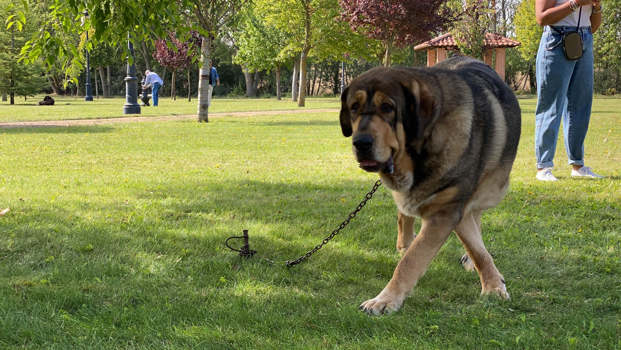 La Asociación española del perro mastín español ha organizado en la localidad de Gordoncillo un concurso para elegir a los mejores de la raza en más de 25 categorías.