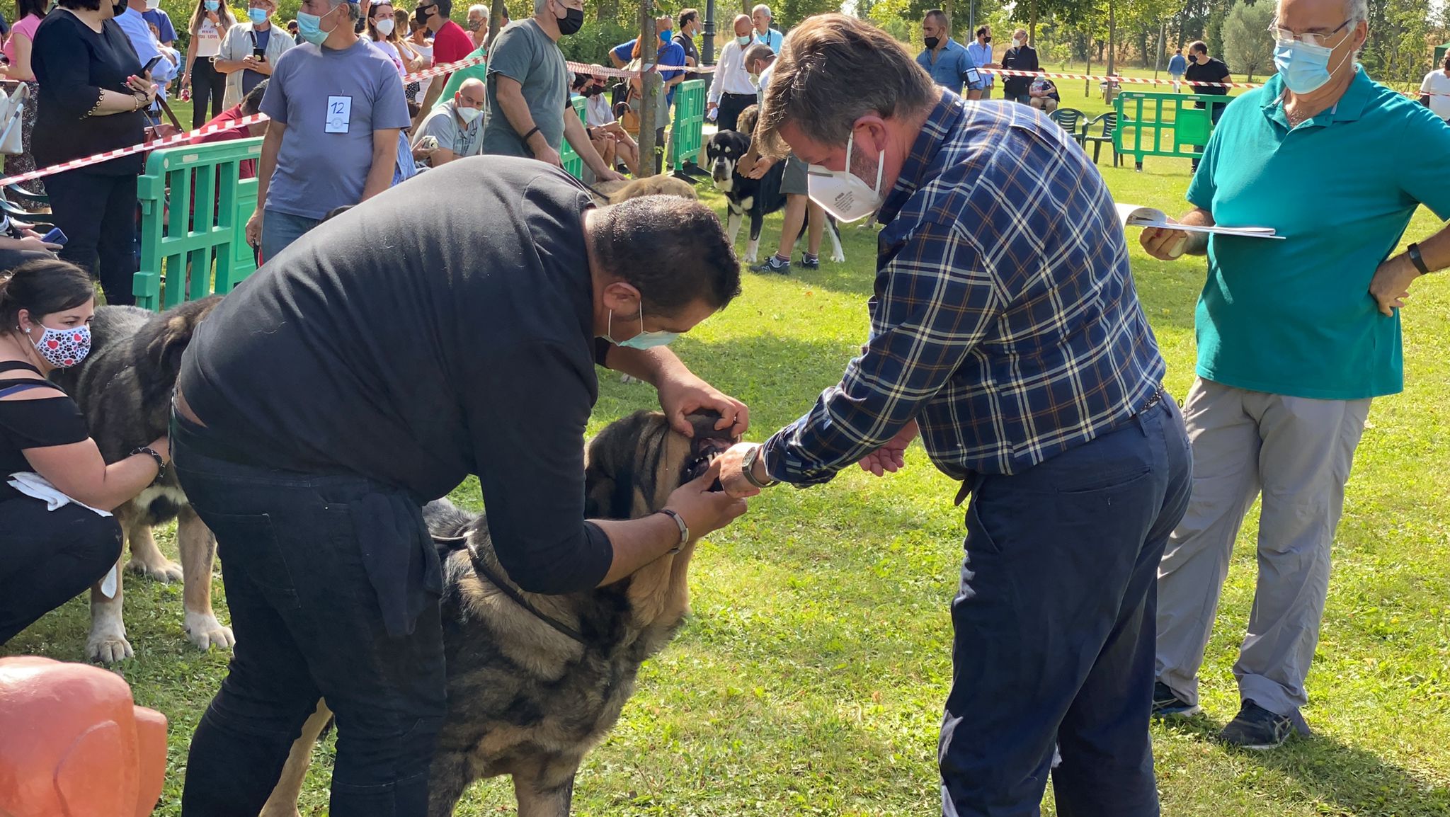 La Asociación española del perro mastín español ha organizado en la localidad de Gordoncillo un concurso para elegir a los mejores de la raza en más de 25 categorías.