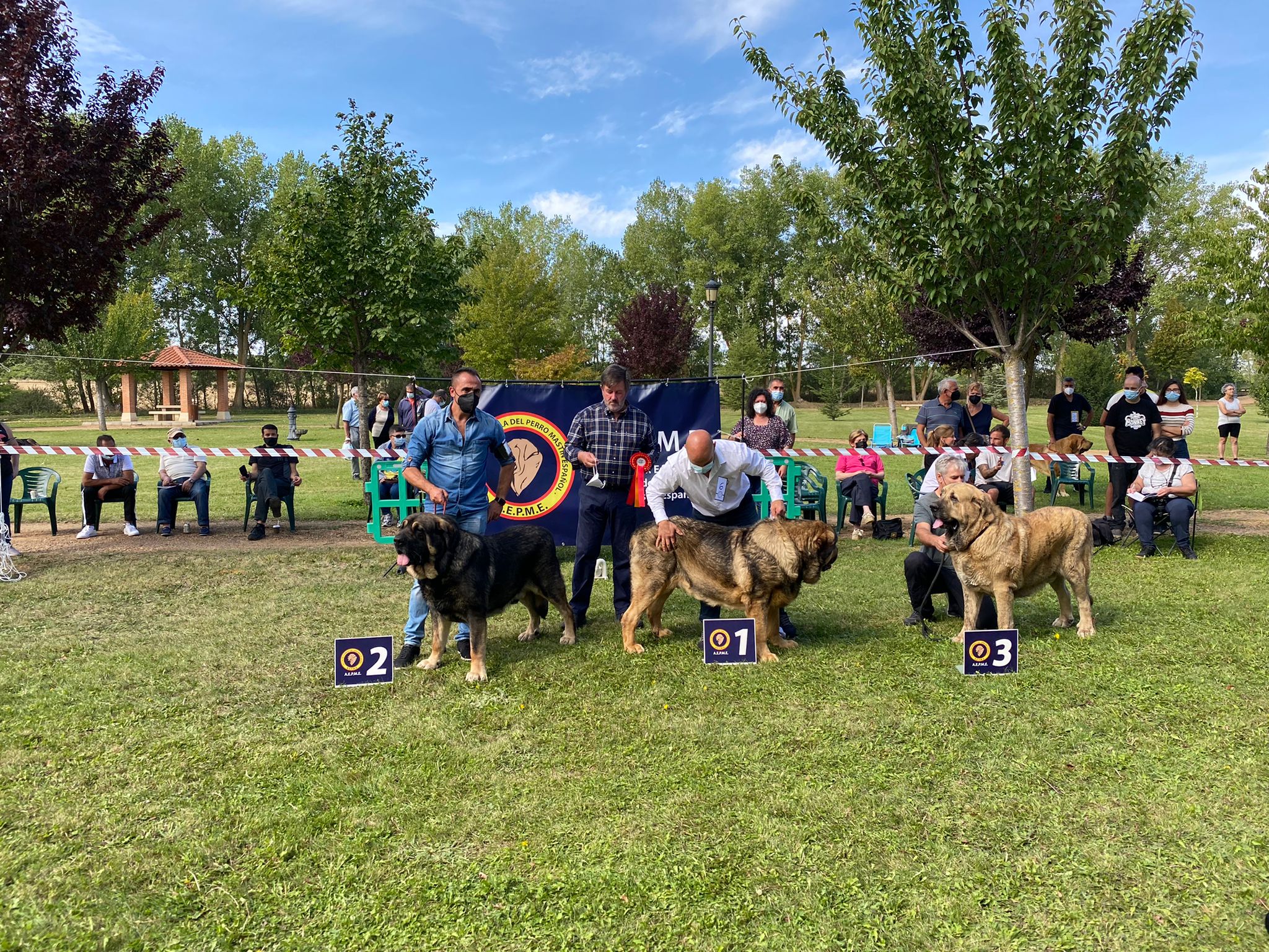 La Asociación española del perro mastín español ha organizado en la localidad de Gordoncillo un concurso para elegir a los mejores de la raza en más de 25 categorías.