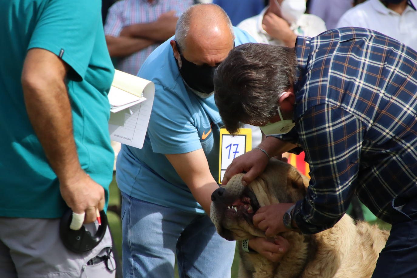 La Asociación española del perro mastín español ha organizado en la localidad de Gordoncillo un concurso para elegir a los mejores de la raza en más de 25 categorías.