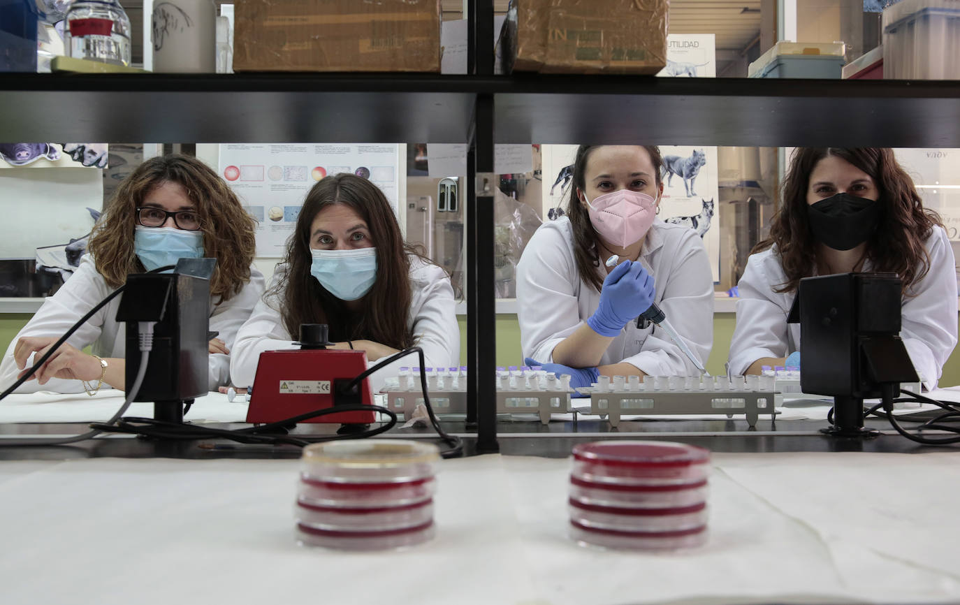 Aquilón CyL, empresa ubicada en el campus de la ULE dedicada a la investigación veterinaria, que desarrolla una vacuna contra la enfermedad de Glässer del ganado porcino. En la imagen, la veterinaria Ester Hevia, durante su jornada en el laboratorio.