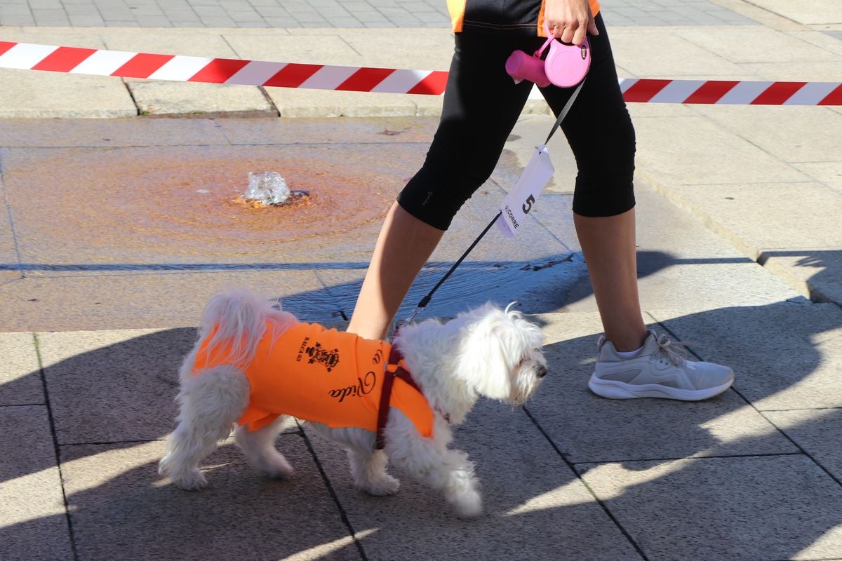 La VIII edición de la carrera solidaria de Alcles ha congregado a decenas de personas en la explanada de San Marcos para visibilizar la lucha contra las enfermedades de la sangre.