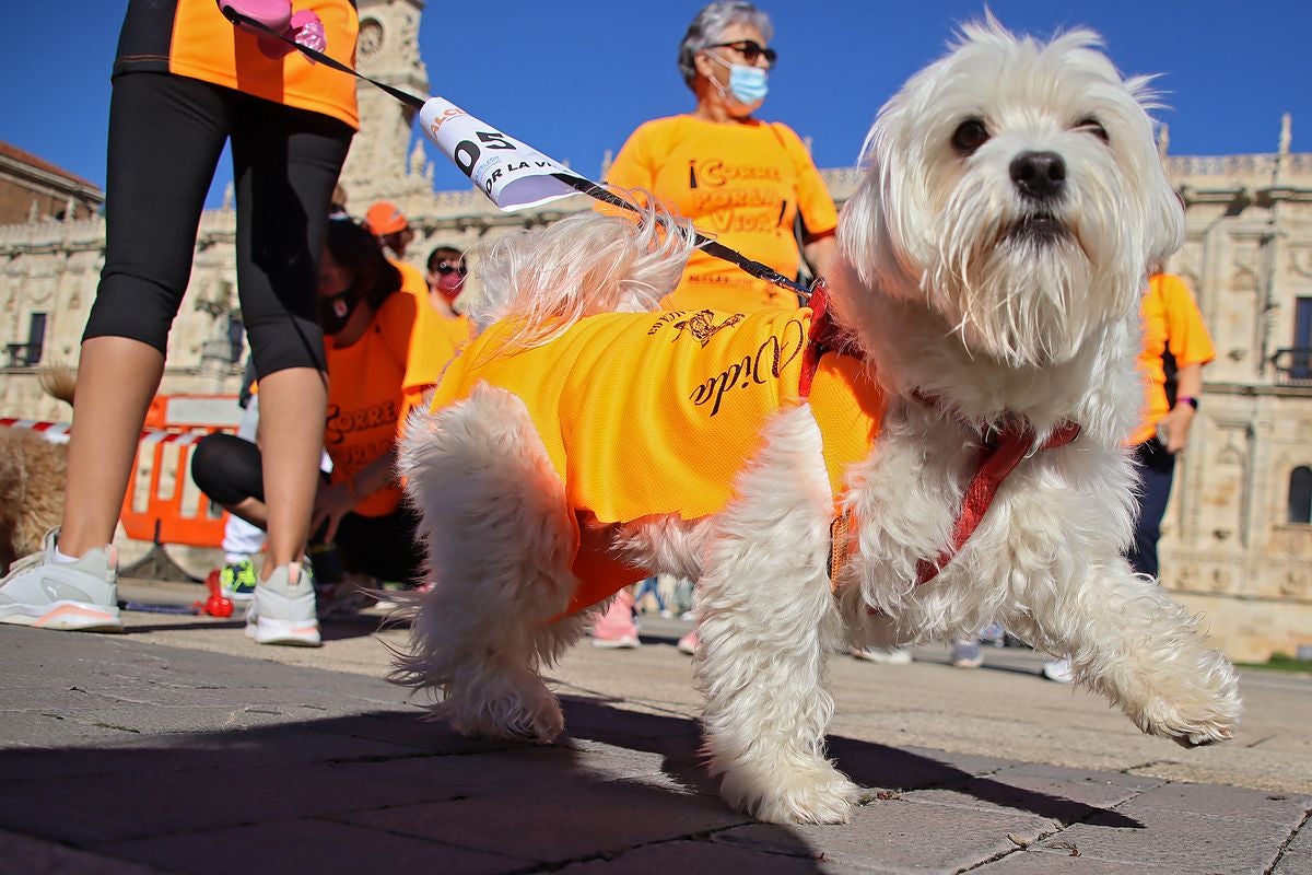 La VIII edición de la carrera solidaria de Alcles ha congregado a decenas de personas en la explanada de San Marcos para visibilizar la lucha contra las enfermedades de la sangre.