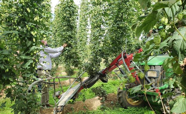 Galería. Así se cultiva el lúpulo en León. 