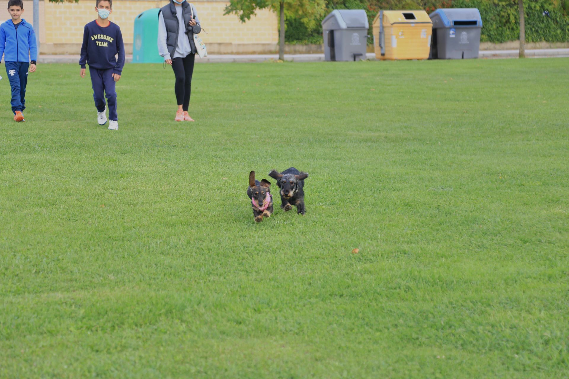 Este domingo alrededor de 20 dueños de perros de raza teckel, conocidos como perros salchicha, se reunieron para disfrutar de una tarde de fin de semana compartiendo la felicidad y simpatía de estos canes.