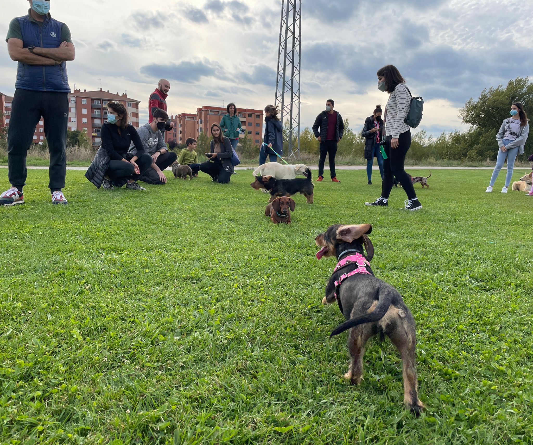 Este domingo alrededor de 20 dueños de perros de raza teckel, conocidos como perros salchicha, se reunieron para disfrutar de una tarde de fin de semana compartiendo la felicidad y simpatía de estos canes.