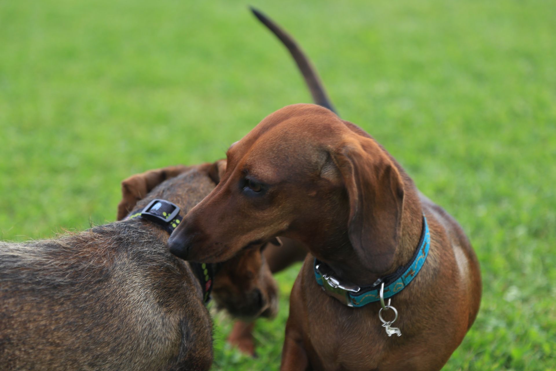 Este domingo alrededor de 20 dueños de perros de raza teckel, conocidos como perros salchicha, se reunieron para disfrutar de una tarde de fin de semana compartiendo la felicidad y simpatía de estos canes.