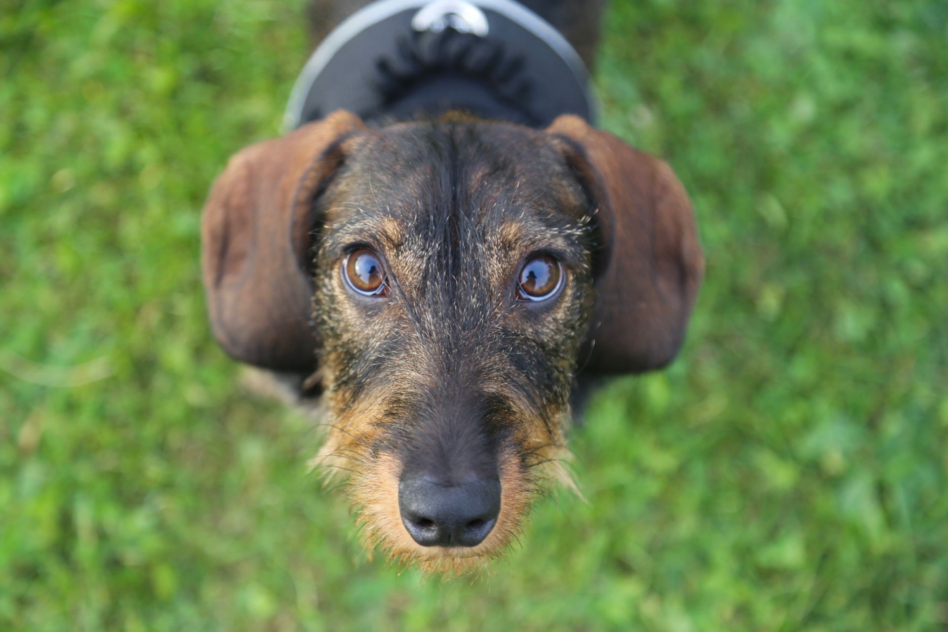 Este domingo alrededor de 20 dueños de perros de raza teckel, conocidos como perros salchicha, se reunieron para disfrutar de una tarde de fin de semana compartiendo la felicidad y simpatía de estos canes.