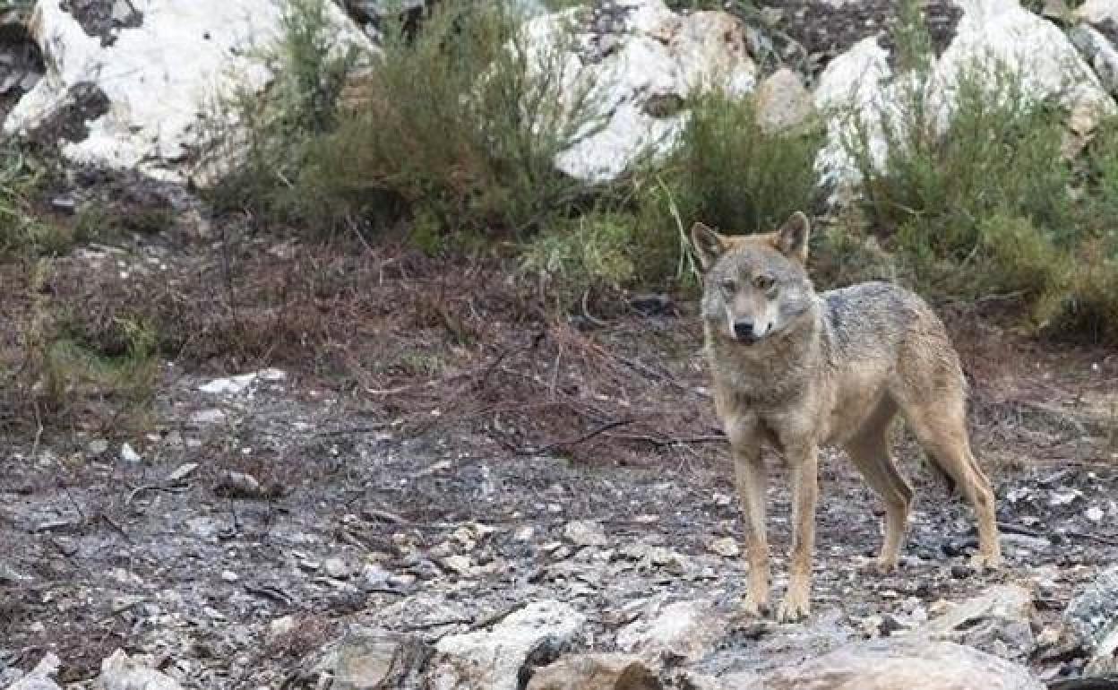 Los ataques del lobo aumentarán.