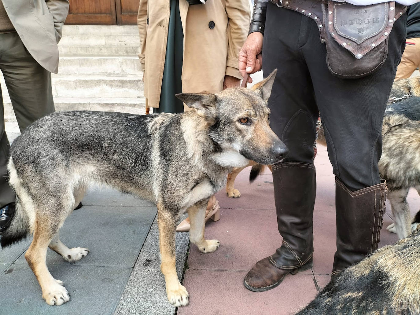 Una manada de lobos asistente a una misa celebrada por el Colegio de Veterinarios de Valladolid.