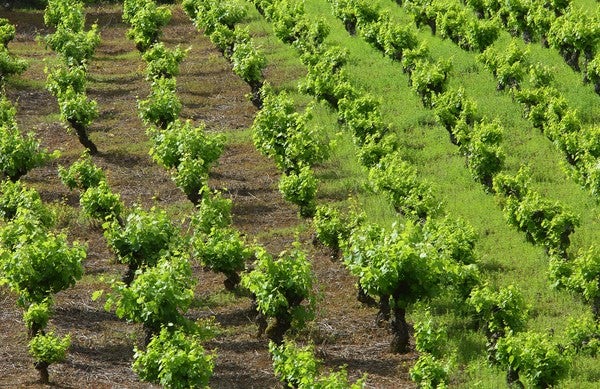 Viñedos en El Bierzo.