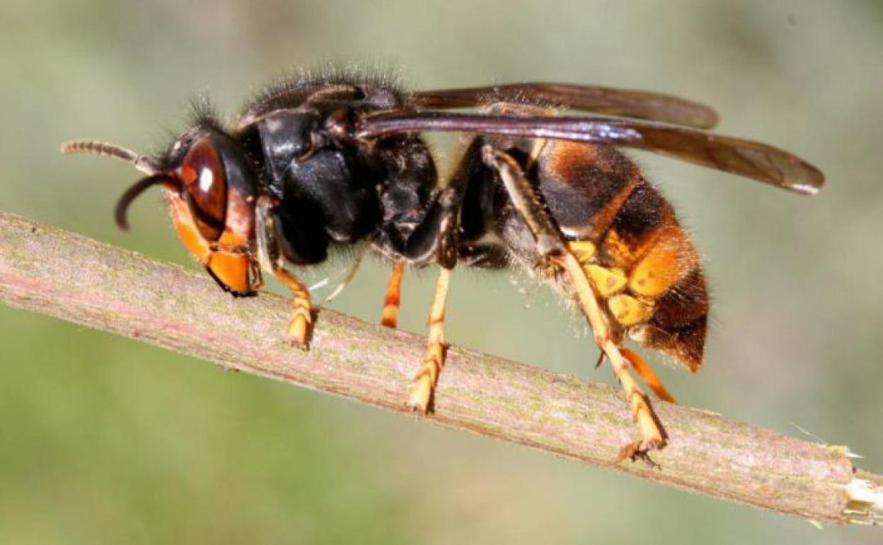 Ejemplar de vespa velutina.