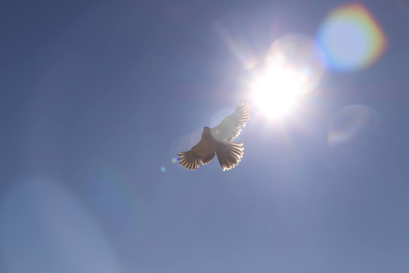 Los amantes de la aves se citan en la virgen del camino por la XXVI edición de las Jornadas Internacionales de Cetrería del Norte, tres días únicos en los que más de 10.000 personas disfrutarán de los vuelos de aves de caza, mercado y un sinfín de actividades . 