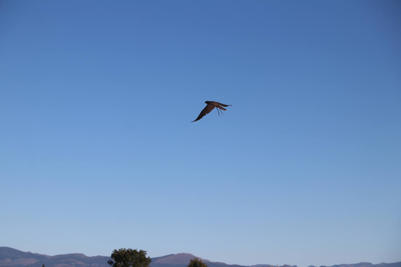 Los amantes de la aves se citan en la virgen del camino por la XXVI edición de las Jornadas Internacionales de Cetrería del Norte, tres días únicos en los que más de 10.000 personas disfrutarán de los vuelos de aves de caza, mercado y un sinfín de actividades . 