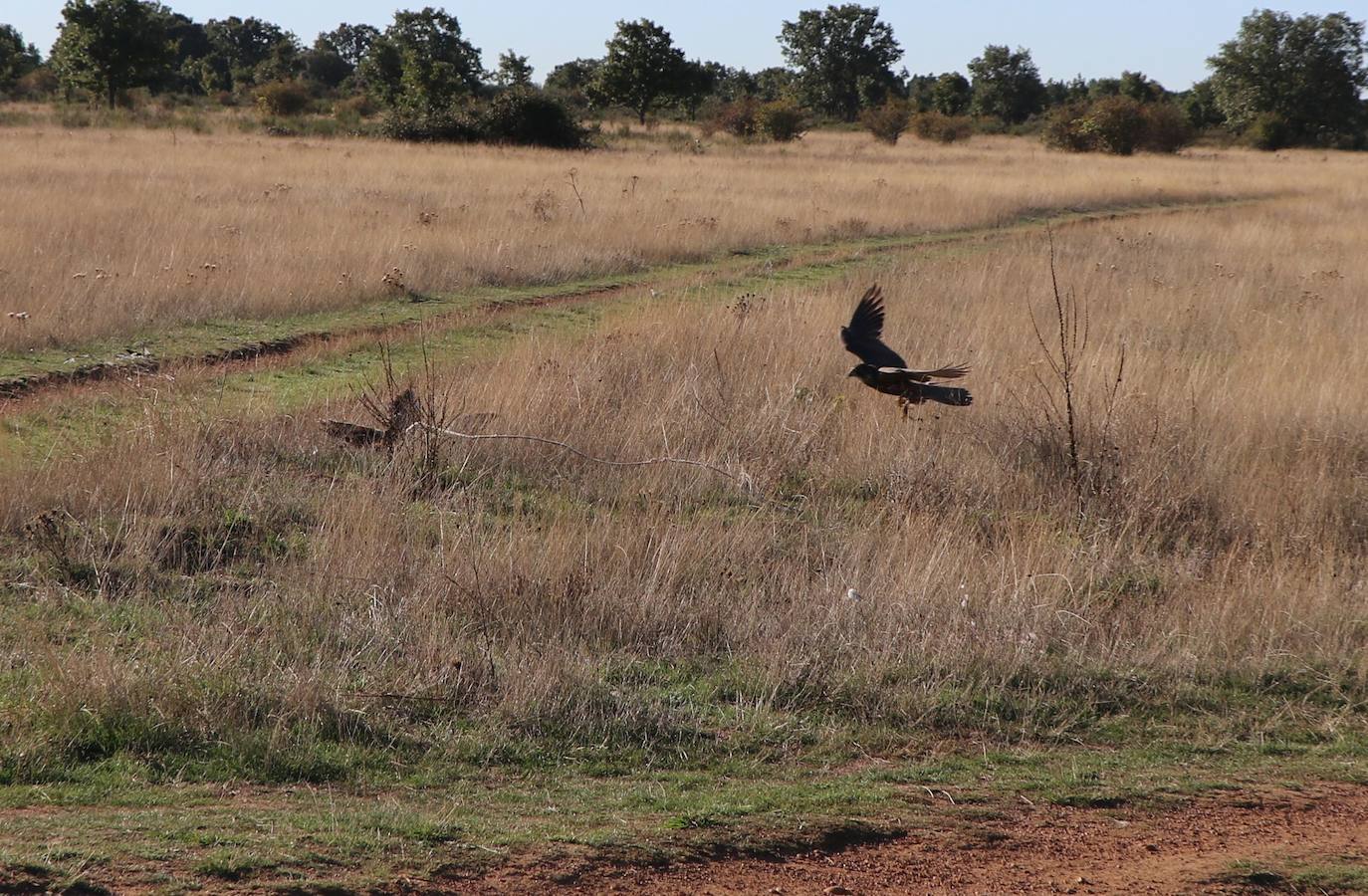 Los amantes de la aves se citan en la virgen del camino por la XXVI edición de las Jornadas Internacionales de Cetrería del Norte, tres días únicos en los que más de 10.000 personas disfrutarán de los vuelos de aves de caza, mercado y un sinfín de actividades . 