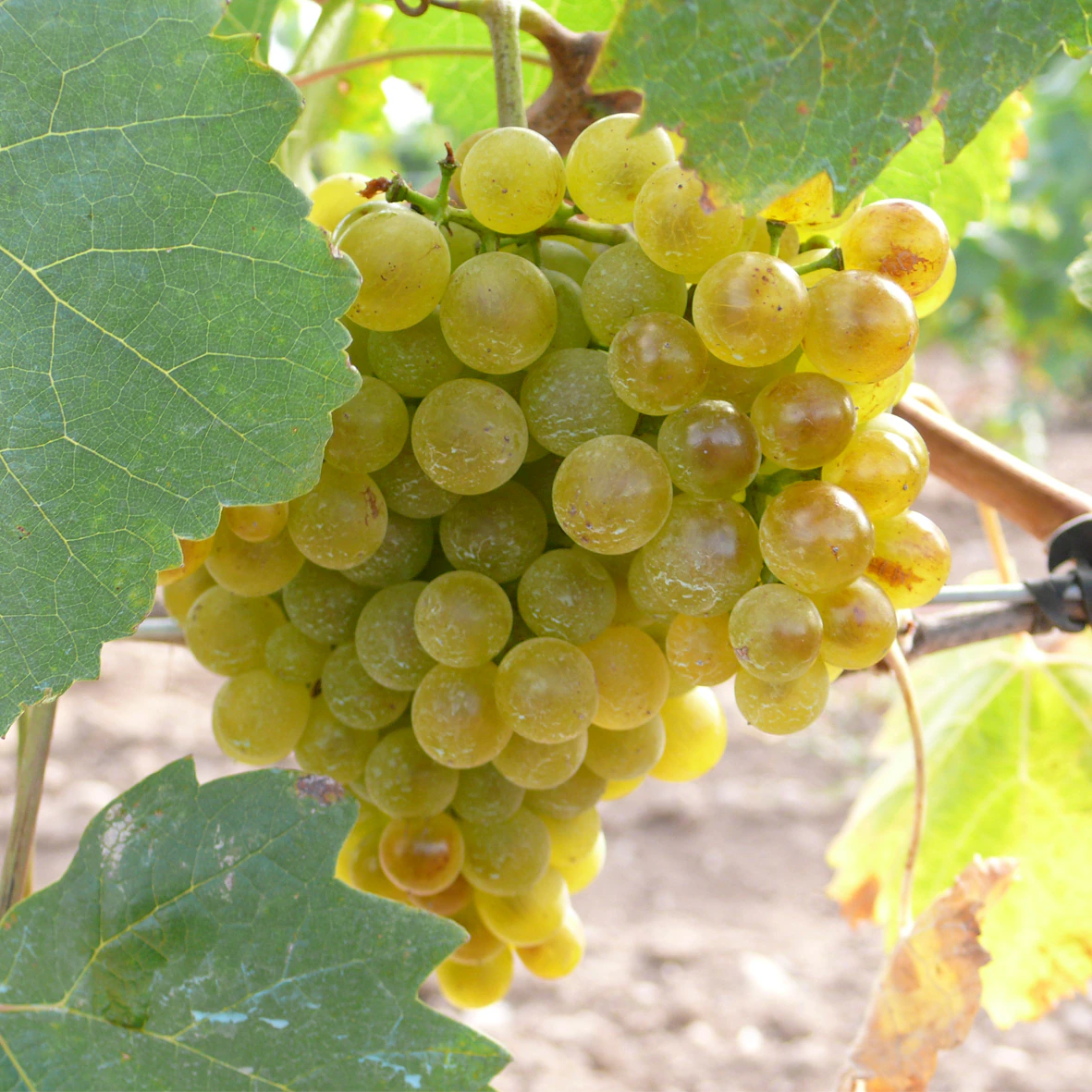 Variedad de uva de albarín blanco.