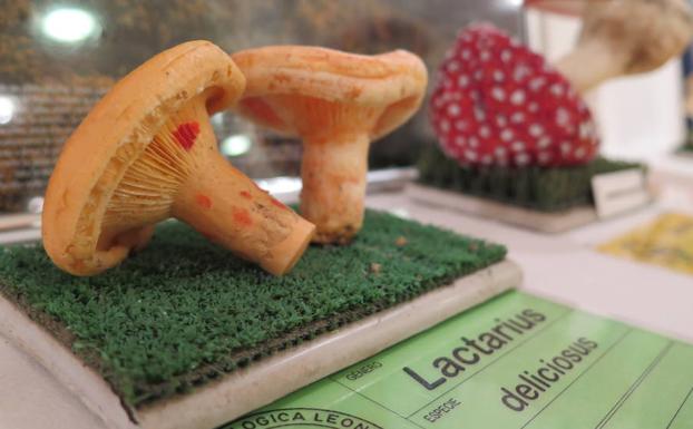 Imagen de unas setas.