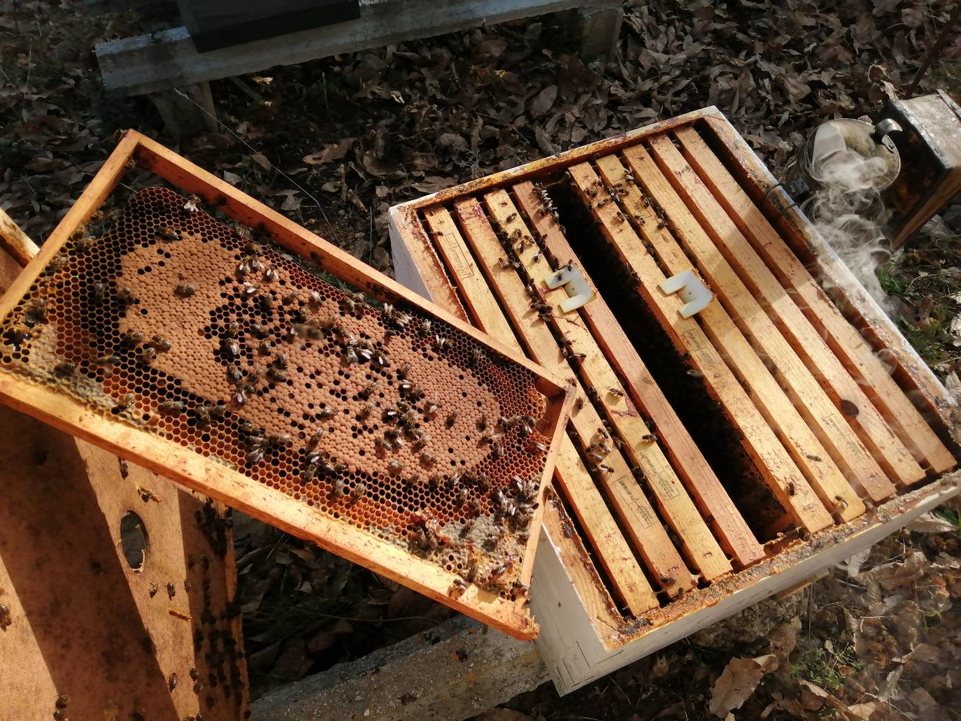 Imagen de unas colmenas.