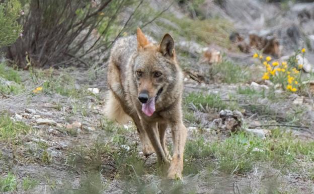 La provincia de León sufre 604 ataques de lobo desde 2018 con 907 cabezas de ganado muertas