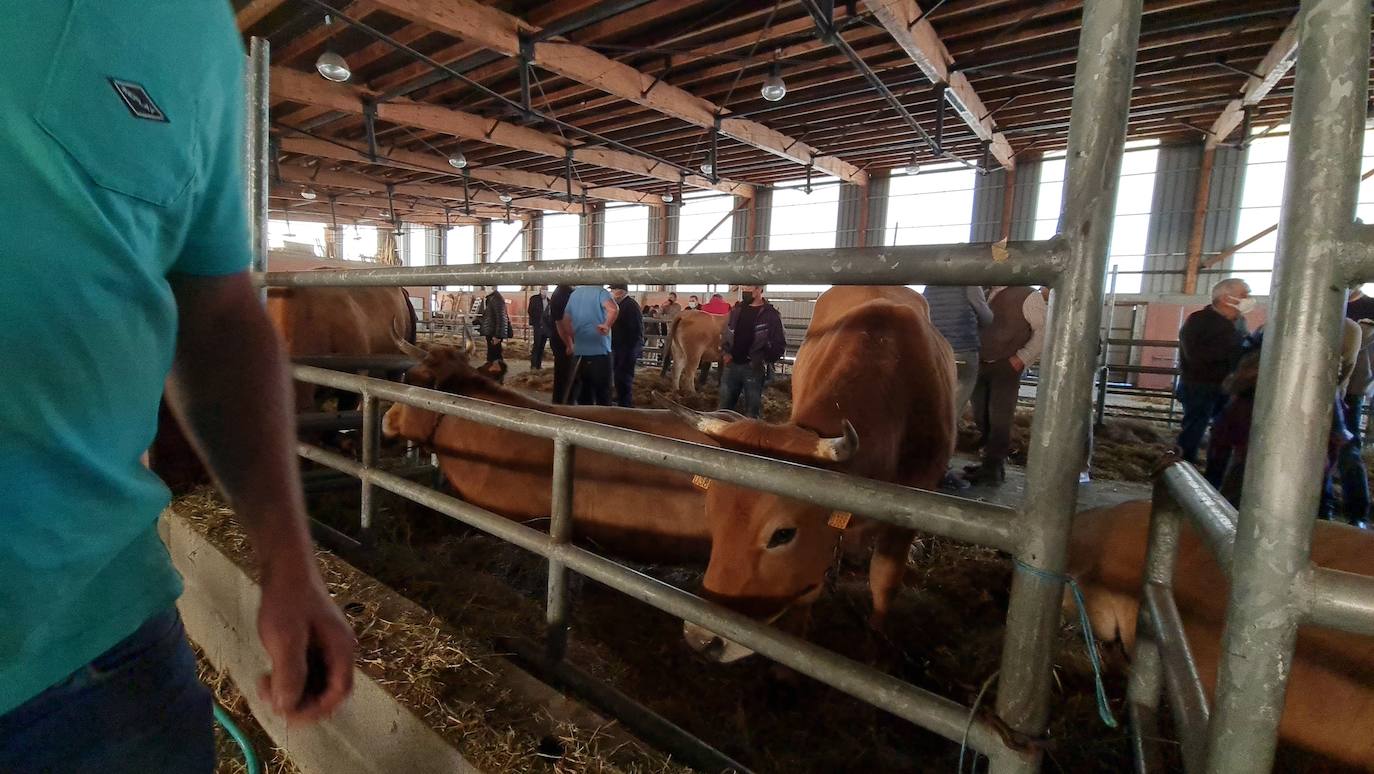 'Pulpadas', Feria de Ganado y más de 200 puestos llenan de color el Valle de Laciana.