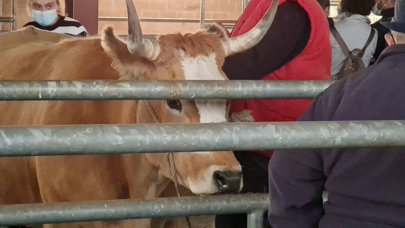 'Pulpadas', Feria de Ganado y más de 200 puestos llenan de color el Valle de Laciana.