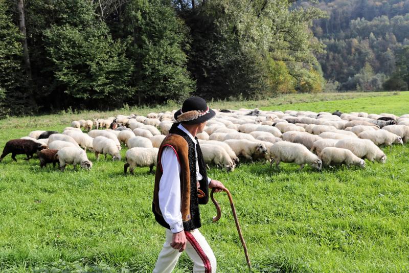 Un pastor con sus ovejas en Obidza, Polonia.