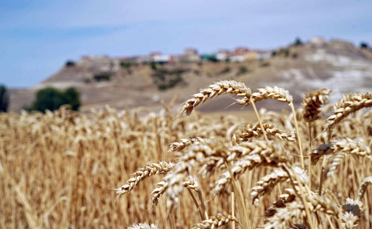 Trigo, cebada y avena suman diez euros más en la Lonja de Zamora