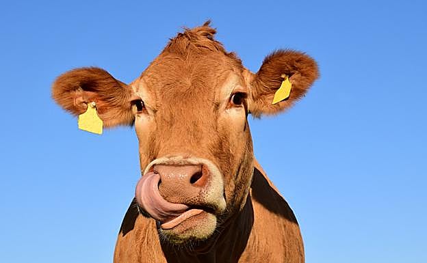 El Gobierno quiere prohibir las ganaderías de vacuno a menos de 500 metros de los pueblos