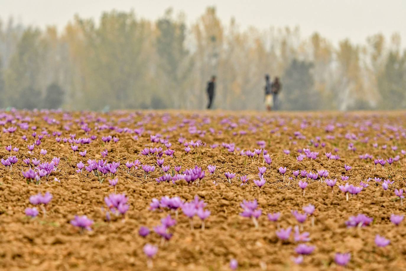 Agricultores trabajan en un campo de azafrán en Pampore, al sur de Srinagar. Las condiciones secas atribuidas al cambio climático han reducido a la mitad los rendimientos de la especia más cara del mundo en las últimas dos décadas, amenazando el futuro de un cultivo comercial que ha traído riqueza a la región durante 2.500 años