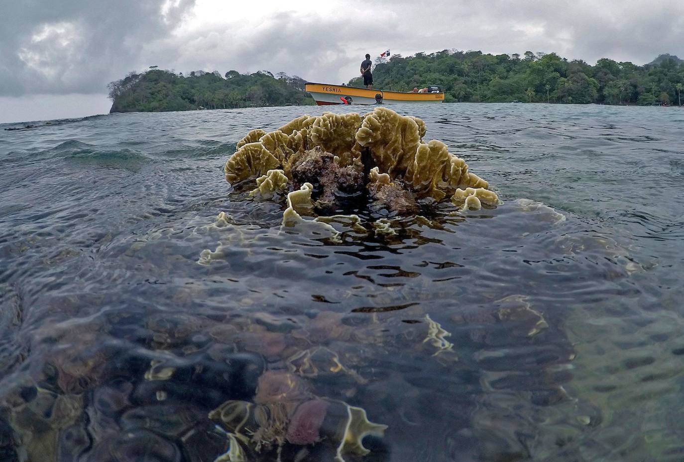 Turistas hacen snorkel en un arrecife de coral en Portobelo, provincia de Colón, Panamá. ada dos semanas, los estudiantes de Biología Marina descienden unos cinco metros en el mar para cuidar un vivero de coral de la especie cuerno de ciervo (Acropora cervicornis) , con el que pretenden restaurar arrecifes dañados por el cambio climático y la contaminación, como parte del proyecto Reef2Reef.