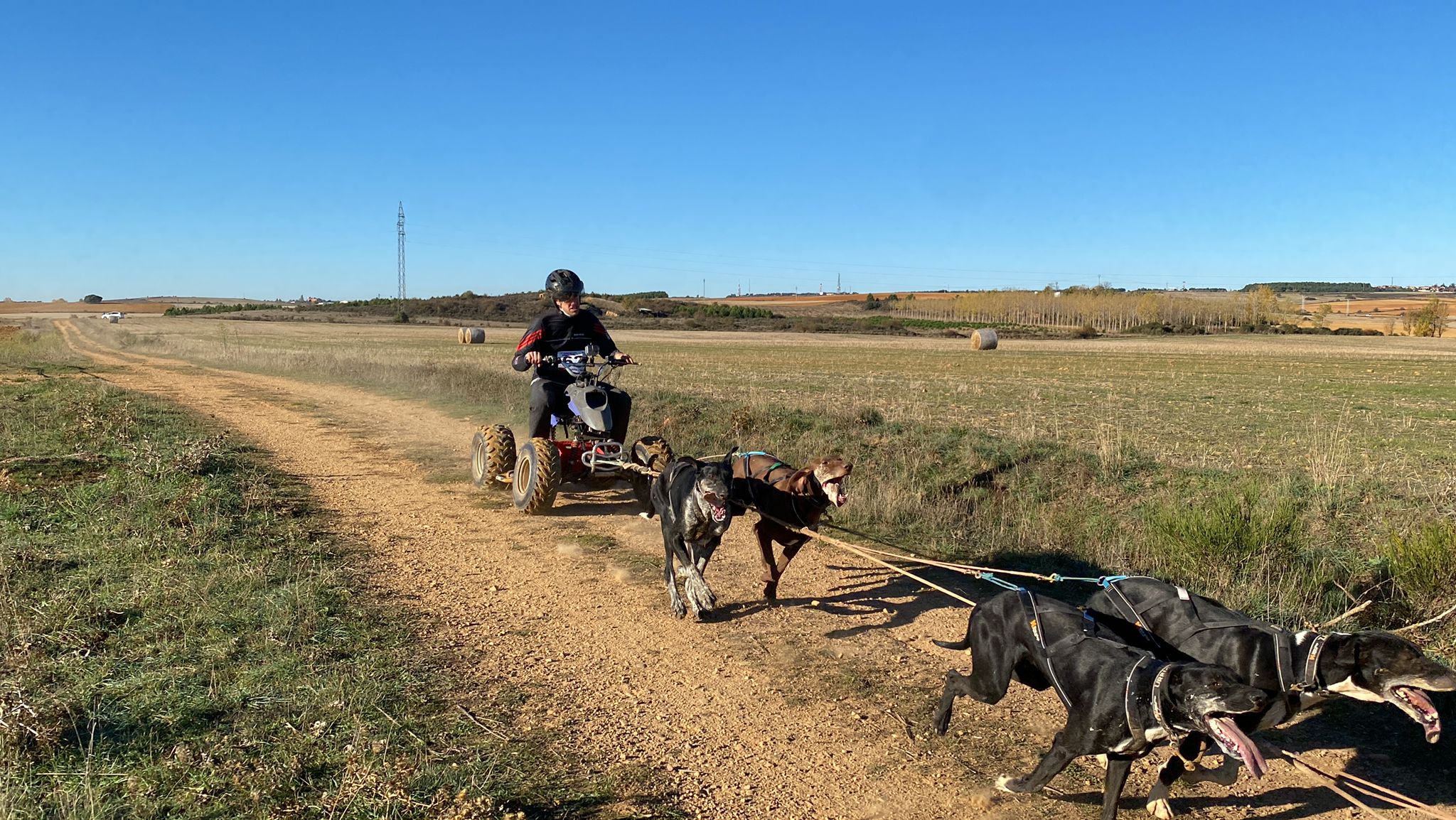 125 participantes de cuatro disciplinas han rodado con sus perros en la mañana de este domingo por las tierras de la Sobarriba.
