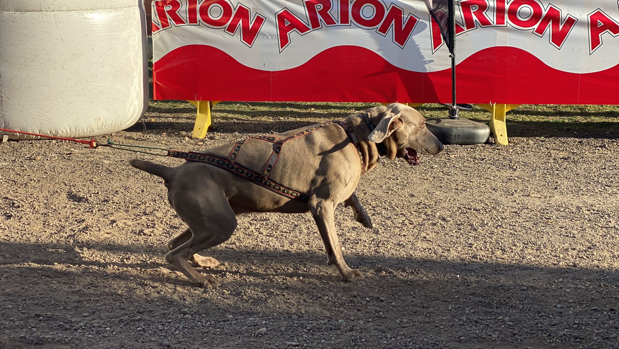 125 participantes de cuatro disciplinas han rodado con sus perros en la mañana de este domingo por las tierras de la Sobarriba.