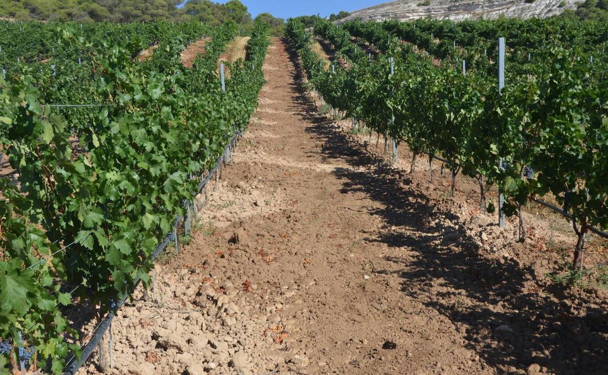 Viñedo en Ribera del Duero. 