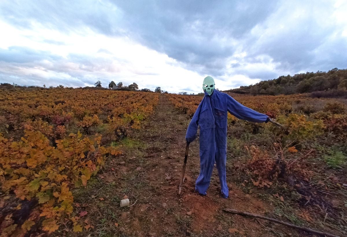 Ambientación de Halloween en viñedos del Bierzo.