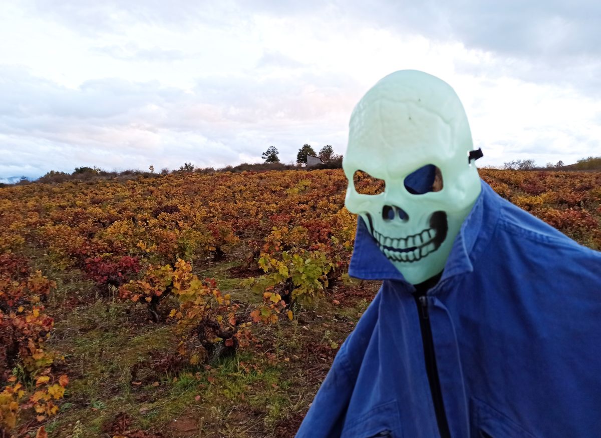 Ambientación de Halloween en viñedos del Bierzo.