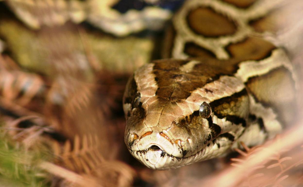 La serpiente pitón molurus es un reptil que alcanza desde los tres hasta los seis metros