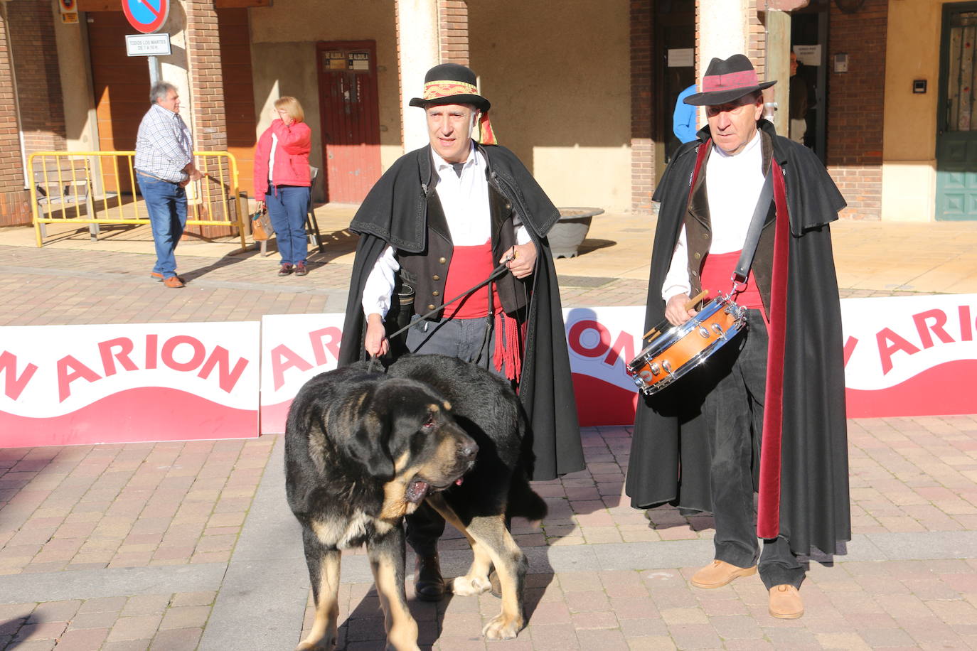 El municipio leonés acoge a cerca de cien perros de esta raza en un concurso que cumple 30 ediciones.