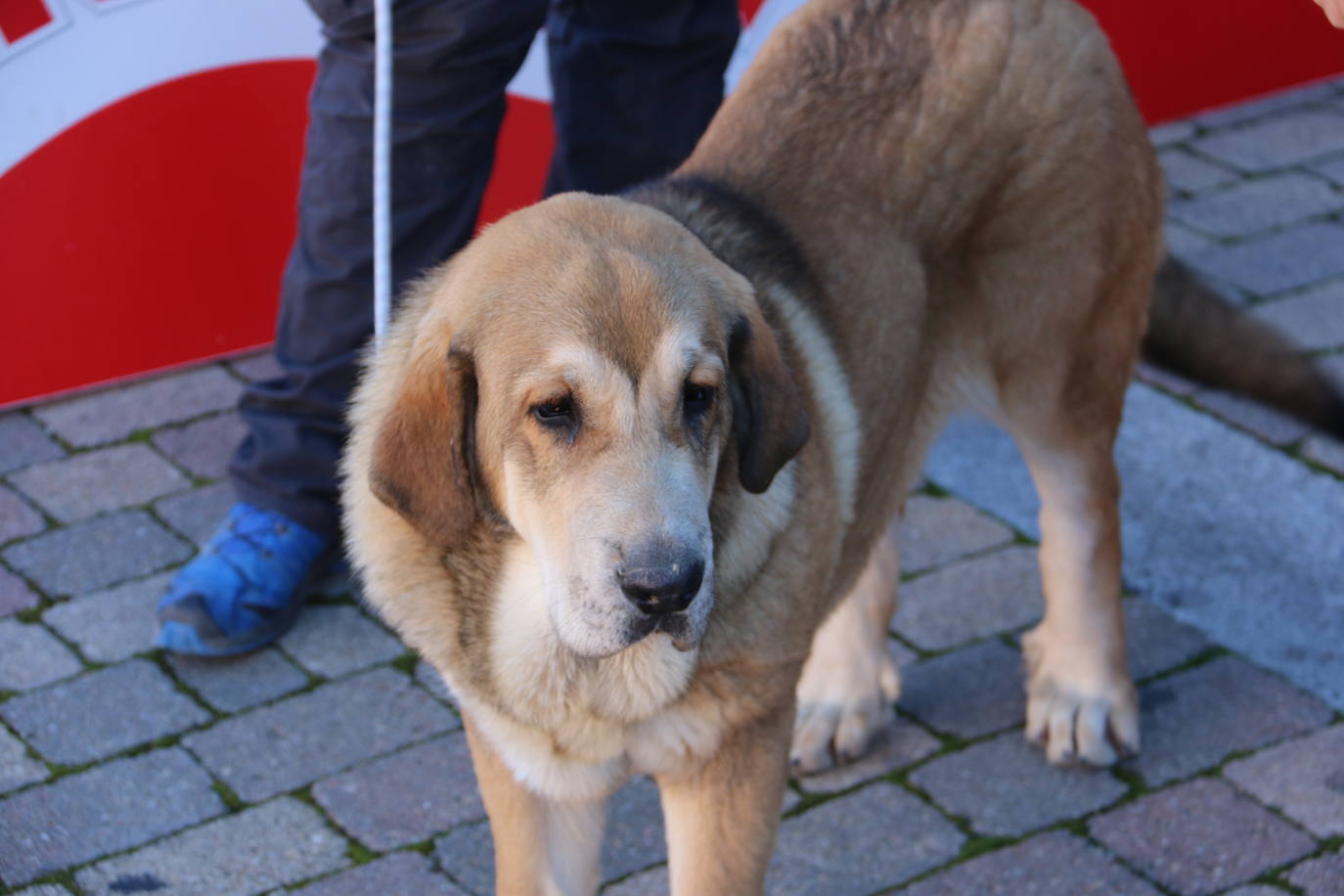 El municipio leonés acoge a cerca de cien perros de esta raza en un concurso que cumple 30 ediciones.