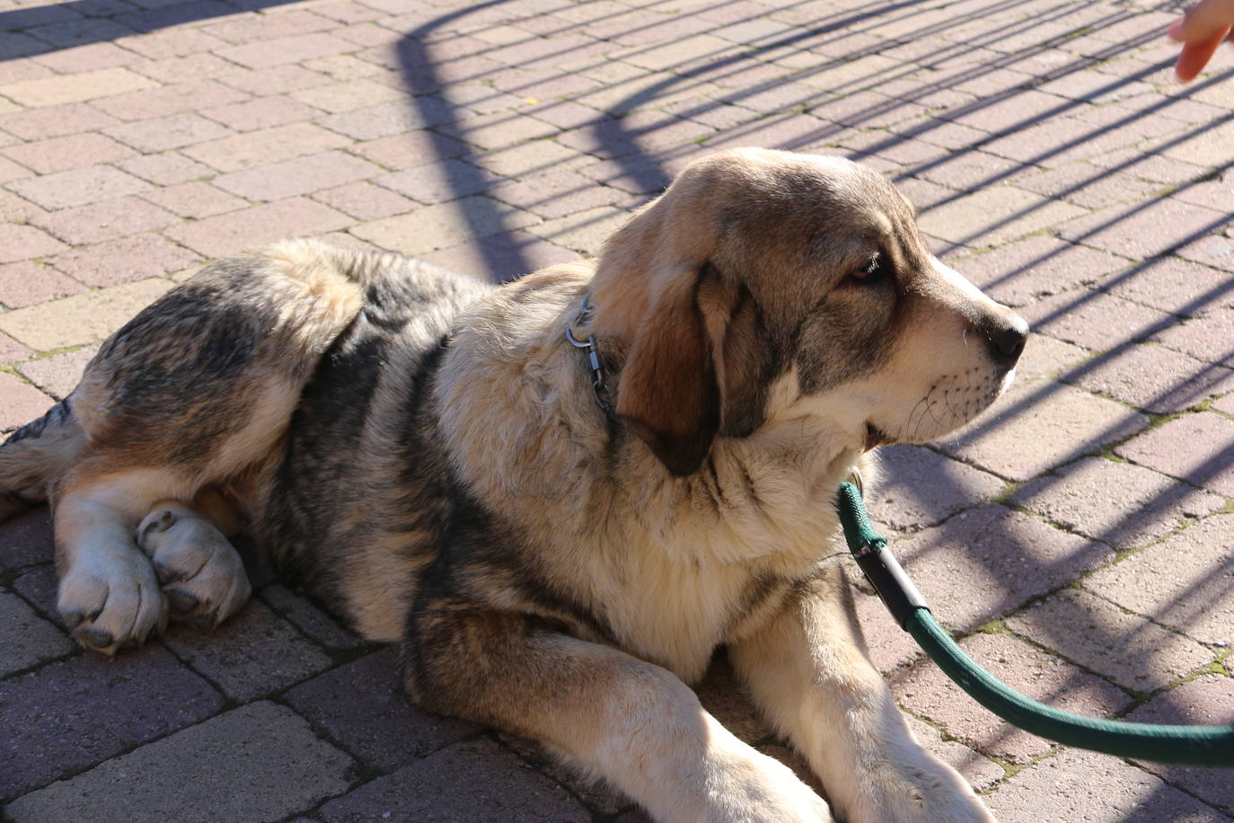 El municipio leonés acoge a cerca de cien perros de esta raza en un concurso que cumple 30 ediciones.